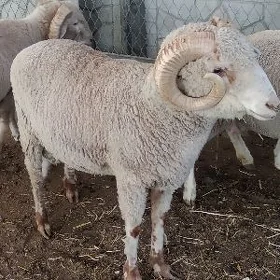Merino's goyun