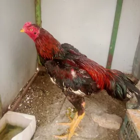 baysow horaz