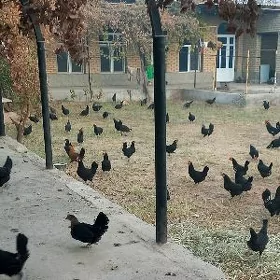 inkubator ucin yumurtga