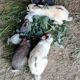 towşanlar