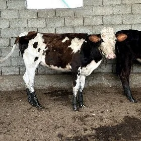 IKISANY GIBIRIT TÜWE