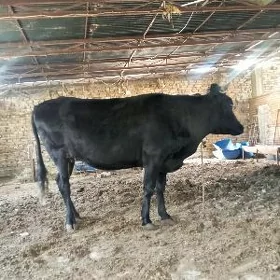 Bogaz Sygyr