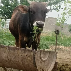 öküz