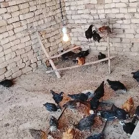 towyk jüje