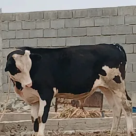 ÖKÜZ