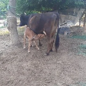 saglyk sygyr