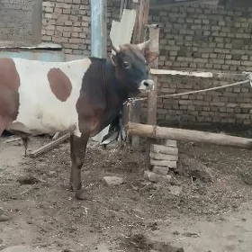 iki okuz 1 sygyr
