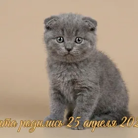 Элитные вислоухие шотландские котята