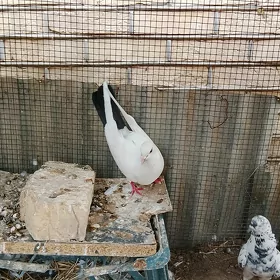 Kepderi
