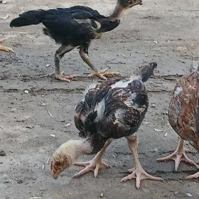 baýsowy jujeler
