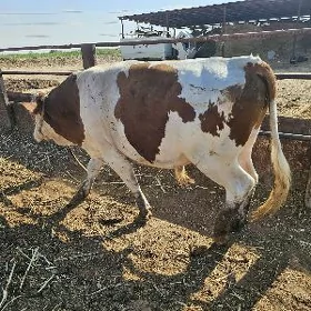 öküz