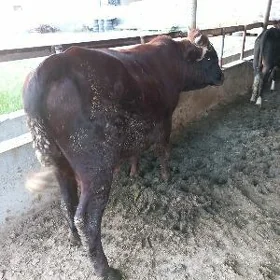 öküz