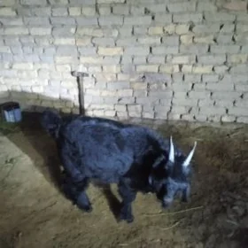 goýun geçi