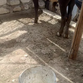 Öküzçe