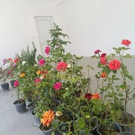 Roza gul nahaly