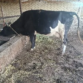 goleli sagmal sygyr
