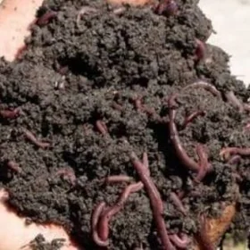 biogumus ve gurcuk