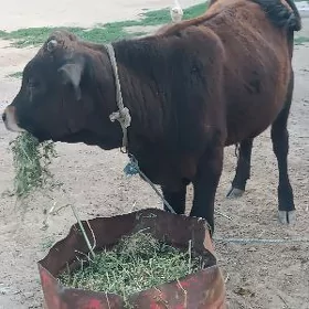 şwes öküz