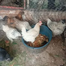 Brama Towuk