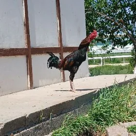 horaz
