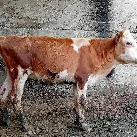 simintal garyşyk tuwe