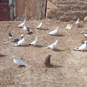 Kepderi