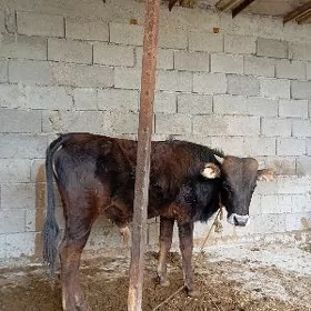 öküz