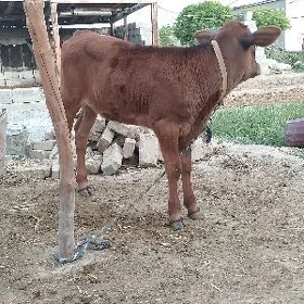 Tuwe göle