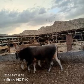 öküz