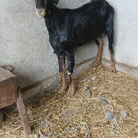 geçi