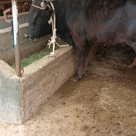 ökiz