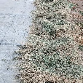 mal we goyun ot yorunja. sweji