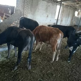 Öküzler