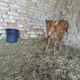 göleli sygyr