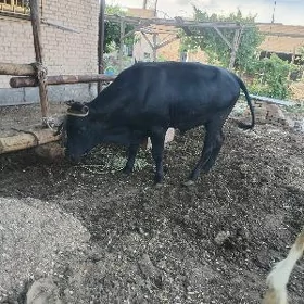 okiz ketde bar