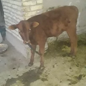 goleli sygyr suydi 8 litr