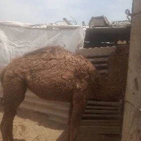 Ogşuk