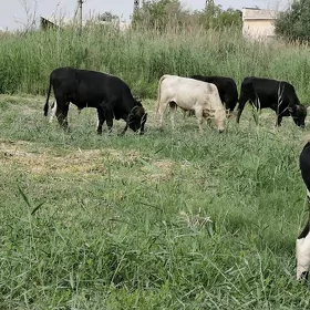 Meydan Okuzler