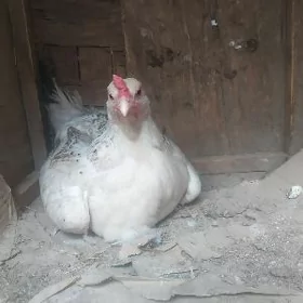 Kurk Armiyan Towuk