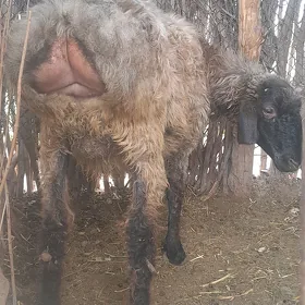 Işşek