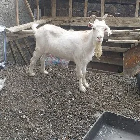 geçi