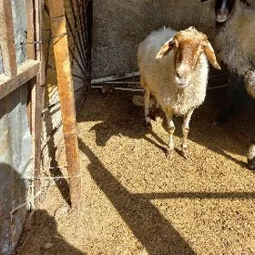 Ene goýun