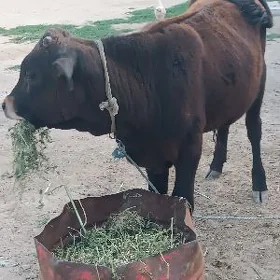 şwes öküz