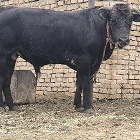 öküz