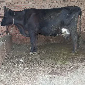 Goleli Sygyr