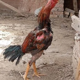 baysy horaz