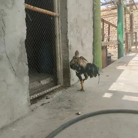 horaz