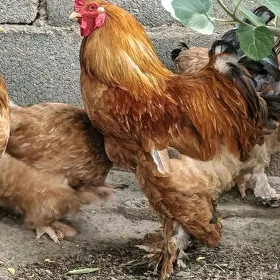 Brama towuklar