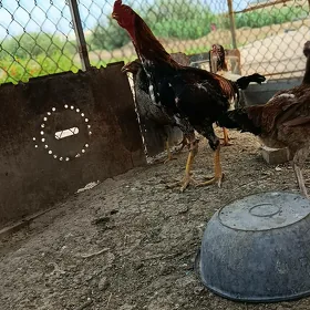 baysow