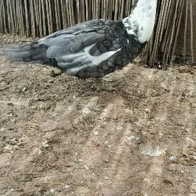Kül reňk indautga horaz